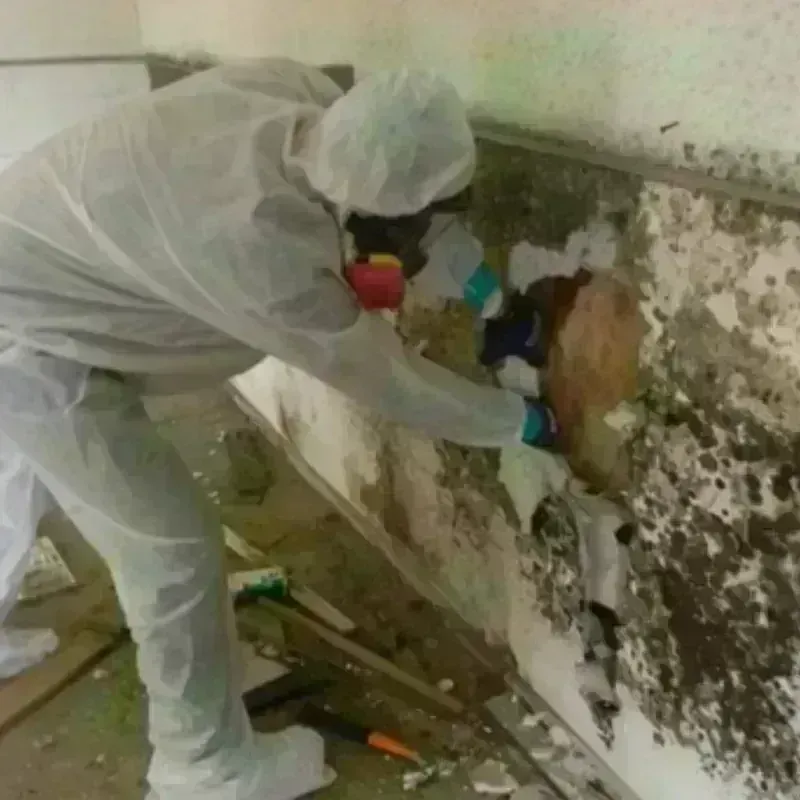 Mold Remediation and Removal in Lincoln, CA